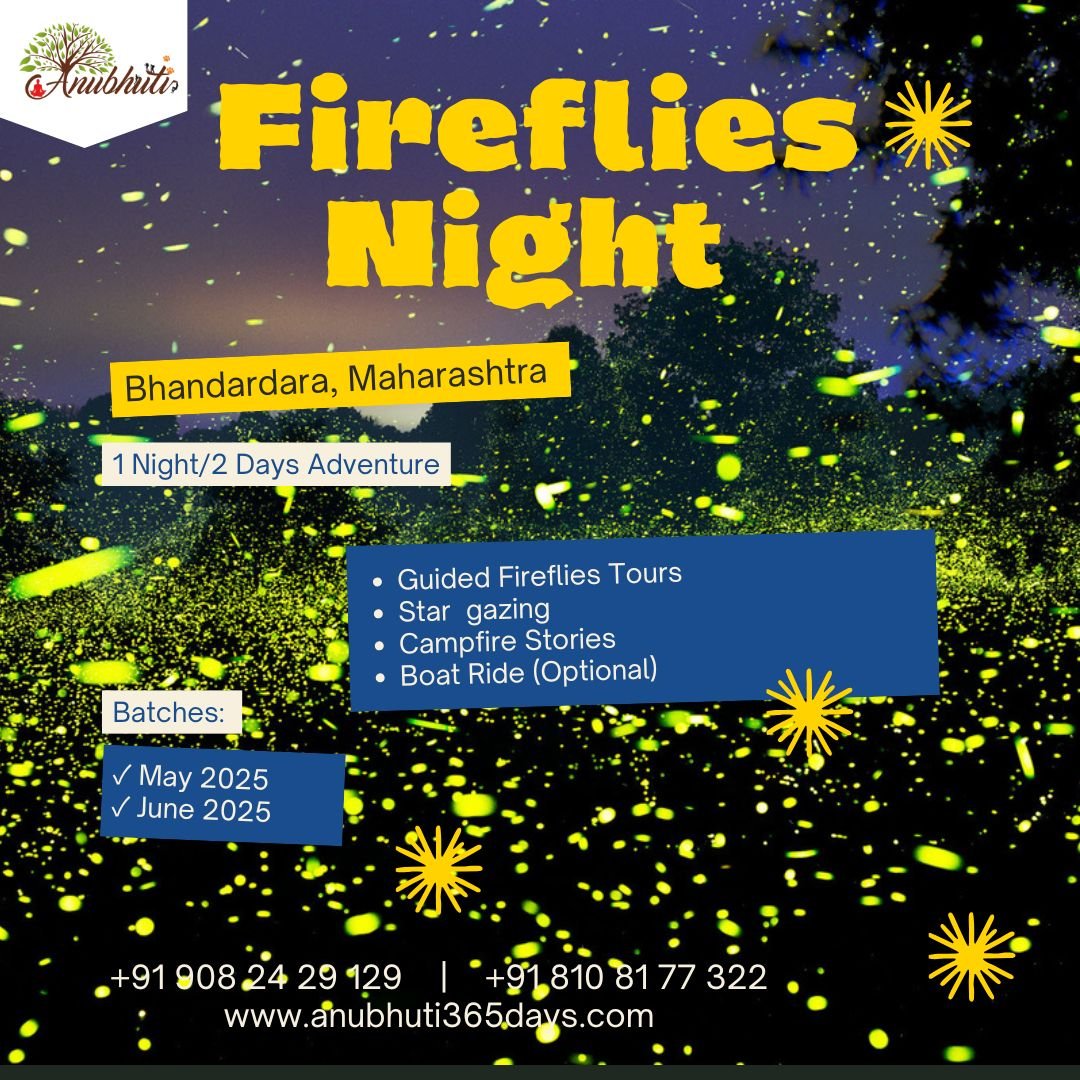 Fireflies Festival at Bhandardara!