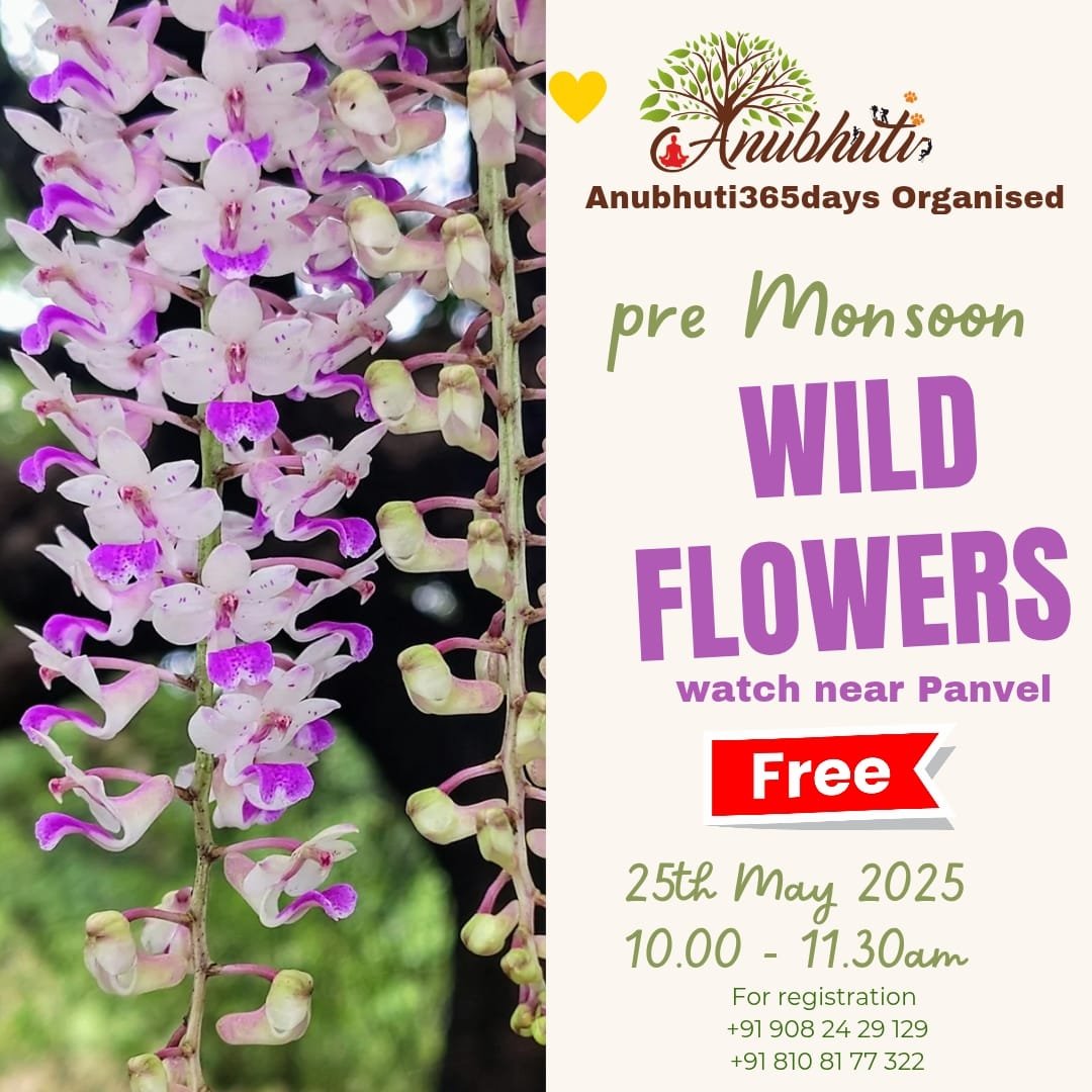Wild Flowers Trail - Near Panvel