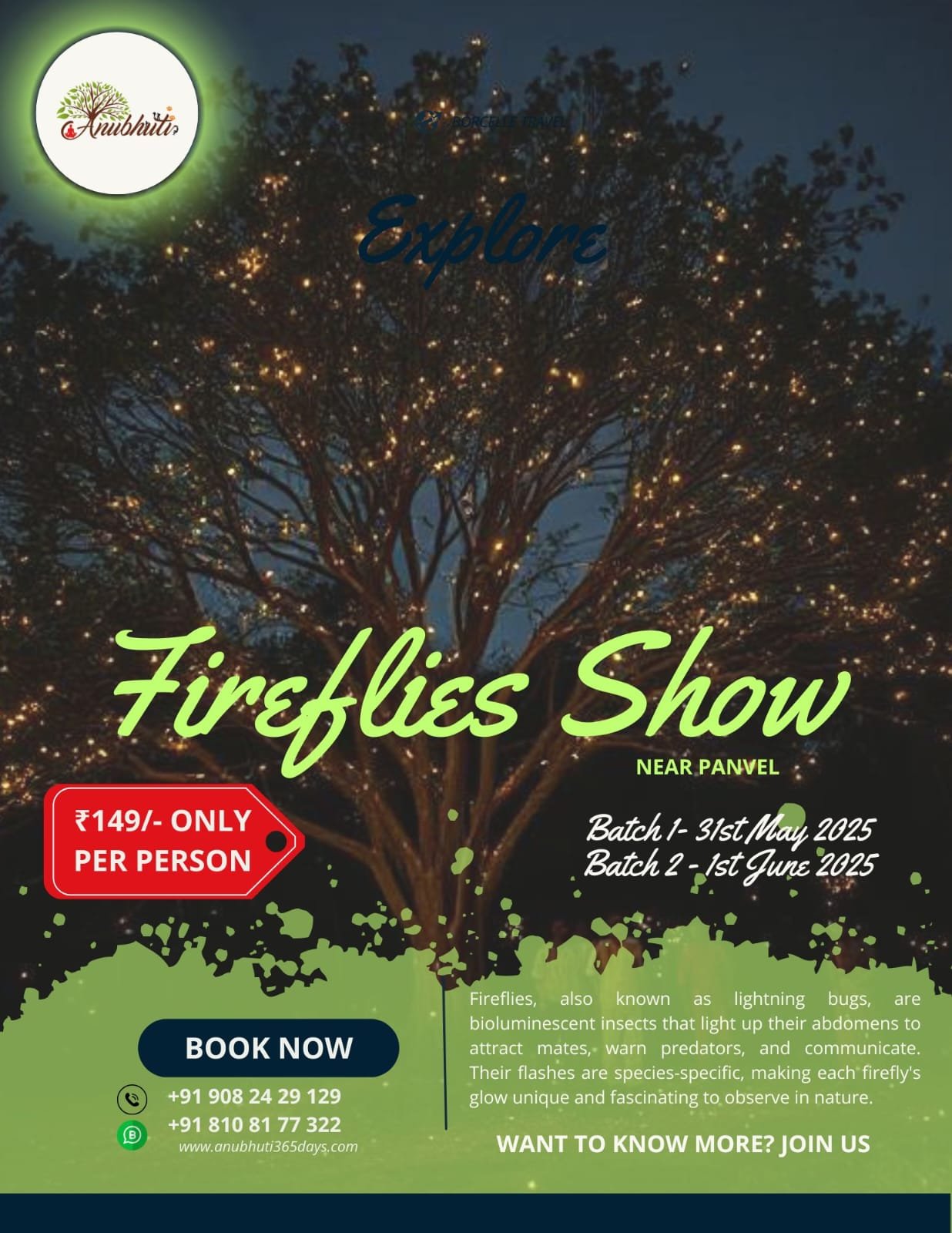 Witness the Magic of Fireflies!